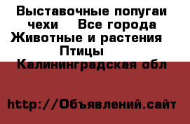 Выставочные попугаи чехи  - Все города Животные и растения » Птицы   . Калининградская обл.